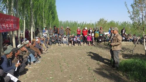 图自治区农业科技专家团现场引导我校驻村点村民开展作物莳植和田间管理